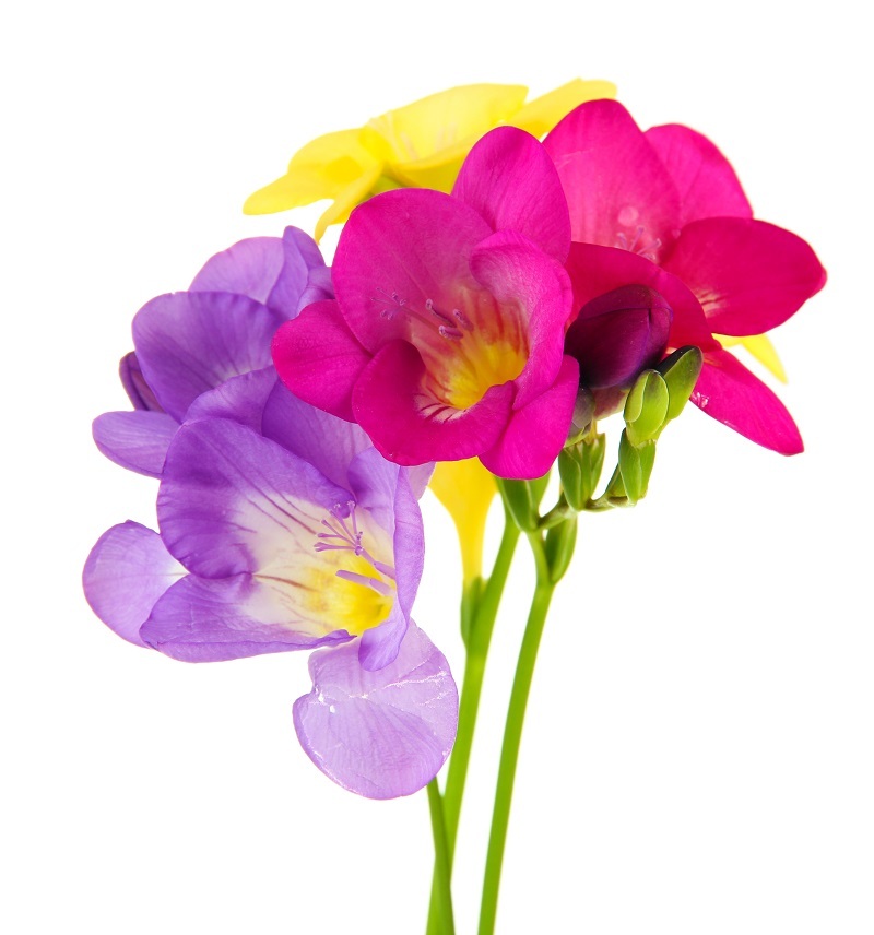 Flowers flowers  / of flowers