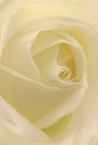 Nestled within the heart of this creamy ivory rose, layered petals curl softly inward, drawing you into a scene defined by intimacy and stillness-a hallmark of expert floristry found right here in Chislehurst. Each petal is bathed in gentle, diffused light, their edges luminous and delicate, as if kissed by morning dew drifting over Chislehurst Common. Subtle shadows outline each fold, giving the flower depth and quiet drama, while the soft interplay of cream and white conjures feelings of comfort and hope. The close perspective lets you almost feel the rose's silky texture-a tactile reminder of the care and patience poured into every arrangement by local florists. This rose, with its minimal fragrance and understated elegance, makes it an ideal emblem for moments of remembrance, heartfelt admiration, or quiet new beginnings. Each detail-colour, scent, form-reflects a sense of peace and emotive artistry that sets Chislehurst floral design apart, making even the simplest gesture feel profound.